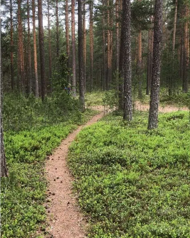 Fin gles tallskog på åsen vid Årsunda väntare på deltagarna inför Svenska Cupen i mountainbike orientering